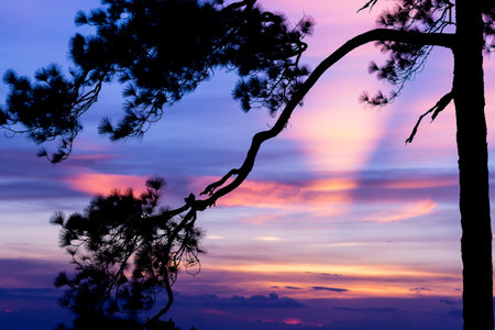 The tree and a landscape of mountain ridges, sunset sky, and clouds.  Location place Phu Kra Dung National park of Thailand.  in vintage styleの写真素材