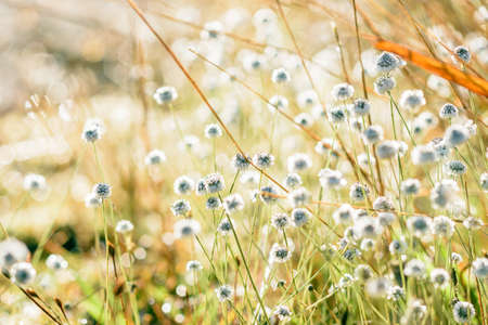 white wild grasss flowers in briteの写真素材