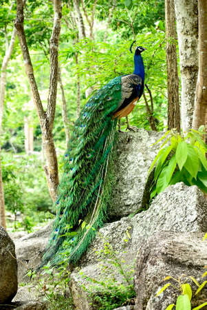 a long tail peafowl stand on the stoneの写真素材