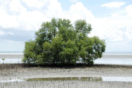 mangrove forestの写真素材