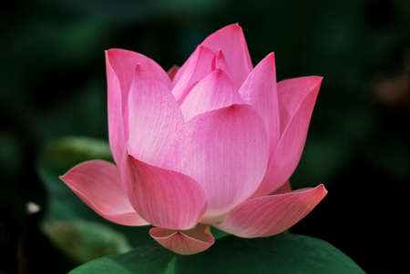 pink lotus 11の写真素材