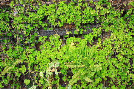 bush1の写真素材