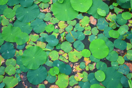 lotus leavesの写真素材