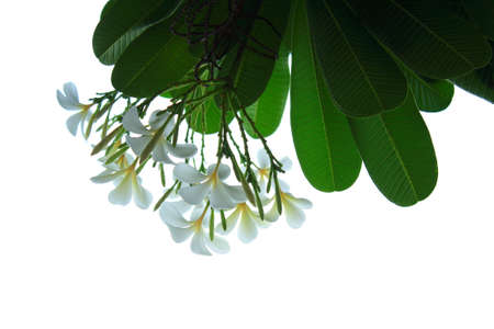 plumeriaの写真素材