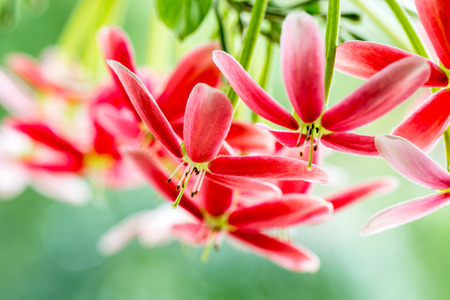 red evening flowerの写真素材