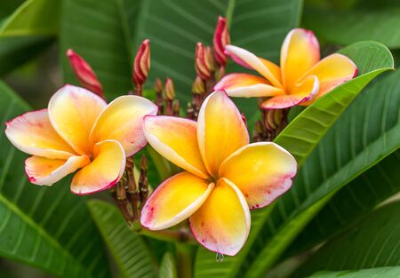 plumeria in the gardenの写真素材