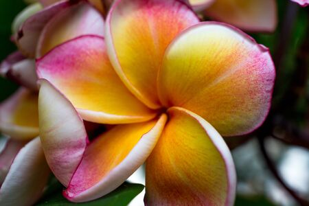 plumeria in the gardenの写真素材