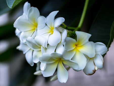 white plumeria in the gardenの写真素材