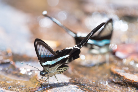 beautiful butterflyの写真素材