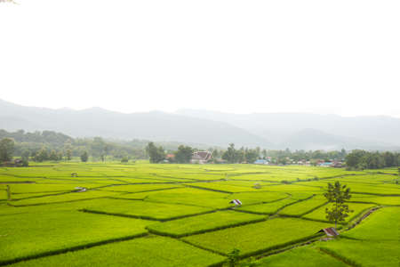 Thailand rice fieldsの写真素材