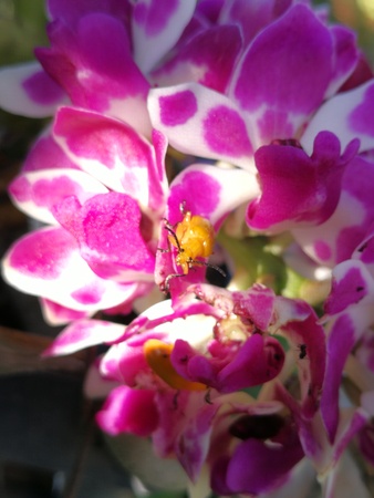 The yellow bugs are eating some things on the inflorescence of  pink & white orchid.