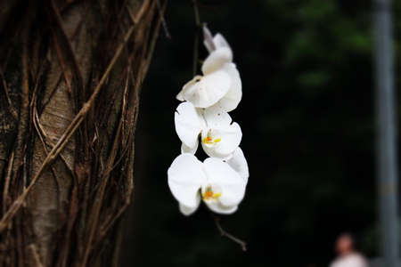 white and big orchid flower blooming