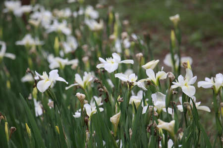 Tiny white flowers in grass