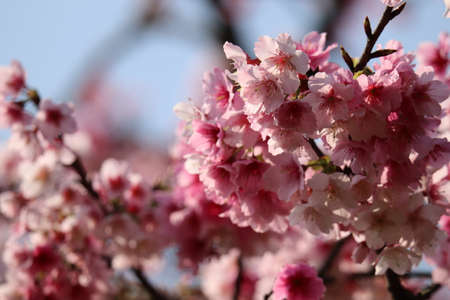 pink flower of cherry blossom (sakura)