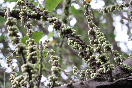 Immature fig fruit of ficus subpisocarpa(Red Fruit Fig Tree)