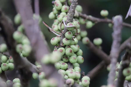 Immature fig fruit of ficus subpisocarpa(Red Fruit Fig Tree)