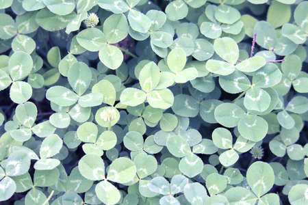 green leaves of Trifolium repens, white clover herbaceous perennial plantの写真素材