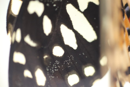 close up of Asian Swallowtail (Papilio xuthus) butterfly wing