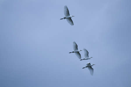 flying great egrets under the skyの写真素材