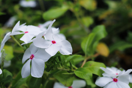 white flower Madagascar Periwinkle (Catharanthus roseus)の写真素材