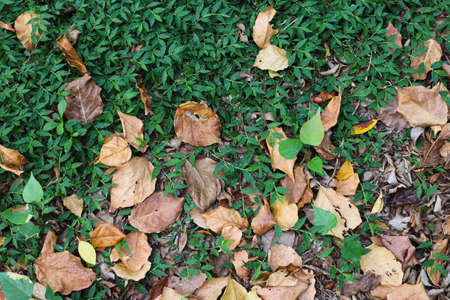 Yellow leaves for the backgroundの写真素材