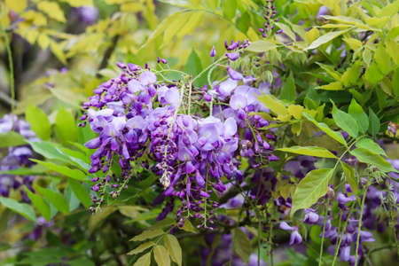 purple flower of wisteria in Taiwanの写真素材
