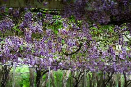 purple flower of wisteria in Taiwanの写真素材