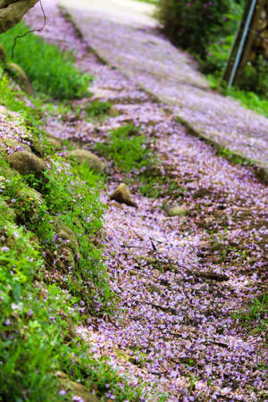 petal of wisteria on the ground
