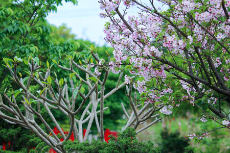 blooming sakura(cherry) flower in taiwanの写真素材