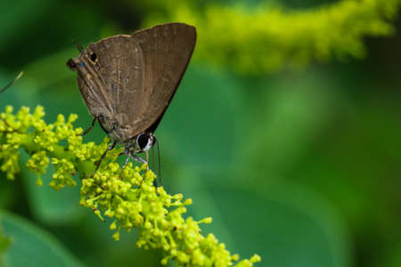 Lampides boeticus, the pea blue, or long-tailed blue, a small butterfly sipping nectar from the flowerの写真素材