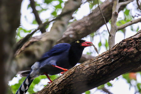 Formosan blue magpie (Urocissa caerulea) eating bug on the treeの写真素材
