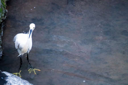 egret (Egretta garzetta) walking on the water
