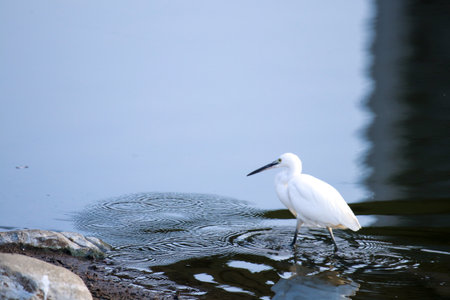 White heron walking in water.