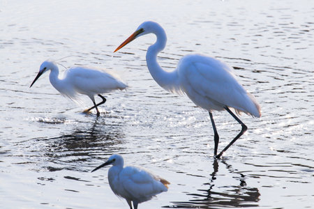 A group of egrets resting on the water.の写真素材