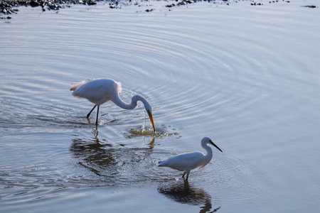 White herons walking in water.の写真素材