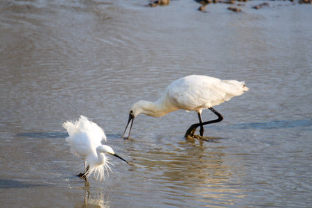 A group of egrets resting on the water.の写真素材