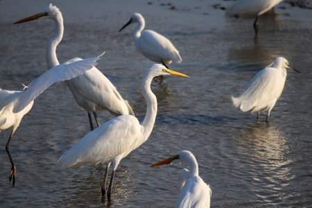 A group of egrets resting on the water.の写真素材