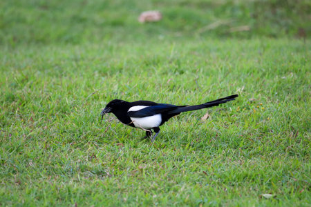 A magpie playing on the grasslandの写真素材