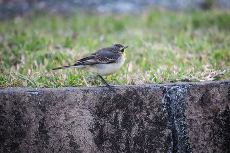 Western Yellow Wagtail, a small graceful yellow and green birdの写真素材