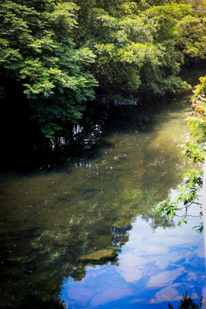 The riverbank is covered with greenery.の写真素材