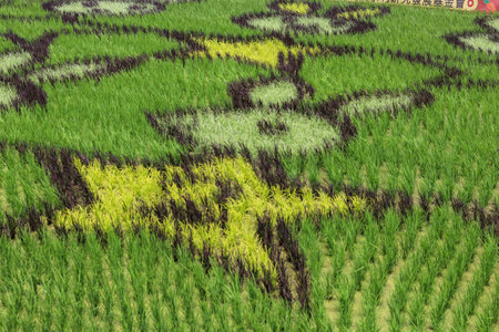 Tipei City - Taiwan -05 02 2023:The painted rice paddies of Guandu in 2023.のeditorial素材