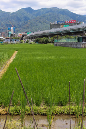 Tipei City - Taiwan -05 02 2023:The rice fields and bike path of Guandu Plainのeditorial素材