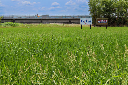 Tipei City - Taiwan -05 02 2023:The rice fields and bike path of Guandu Plainのeditorial素材