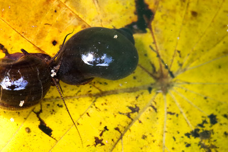 freshwater snails (Pomacea canaliculata) on the fallen leaf in the water.の写真素材