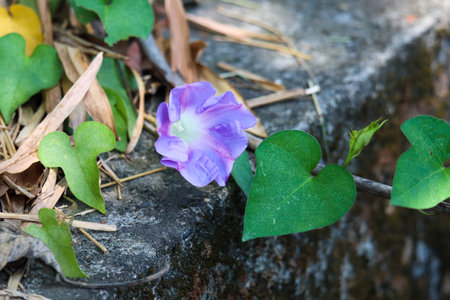 A blooming purple morning glory.
