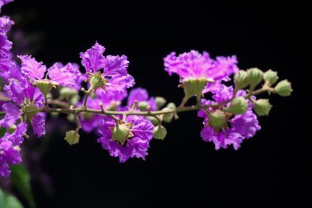 The purple wisteria blooming in the dark night.の写真素材