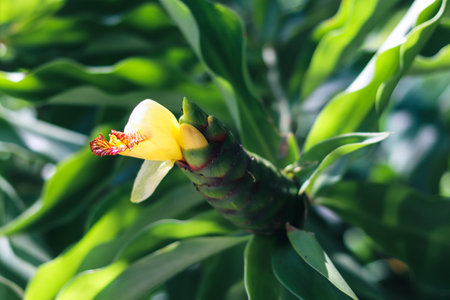 The newly sprouted Alpinia flower bud.の写真素材