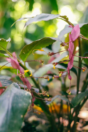 Globba winitii, characterized by its unique and vibrant purple blossoms.の写真素材