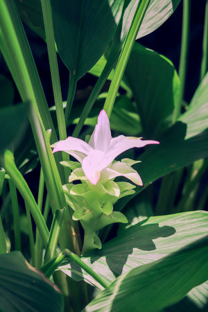 Elegant white flowers of turmeric.