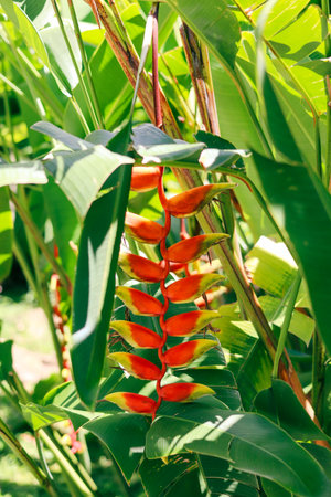 The Hanging Lobster-claws have flower buds resembling bird beaks.